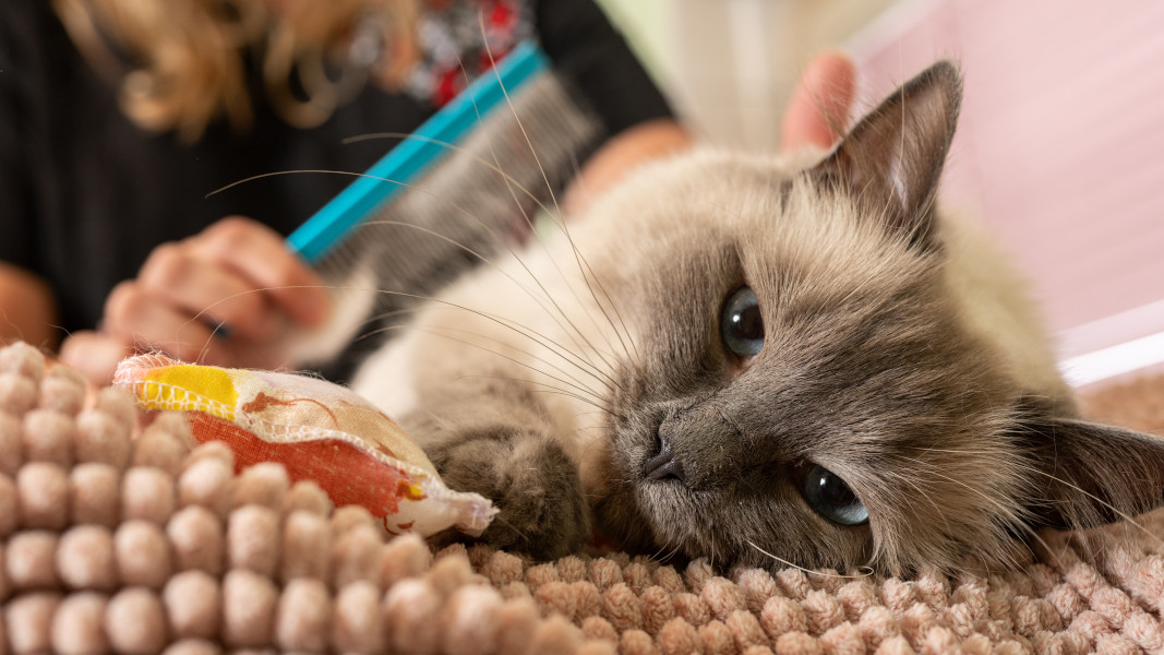 Kattentrimsalon in Heemskerk